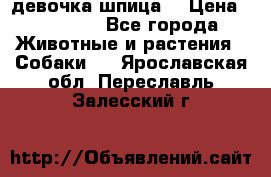 девочка шпица  › Цена ­ 40 000 - Все города Животные и растения » Собаки   . Ярославская обл.,Переславль-Залесский г.